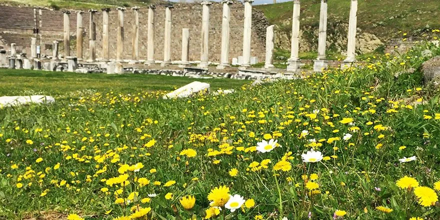 Bergama Papatya Çiçeği Festivali 