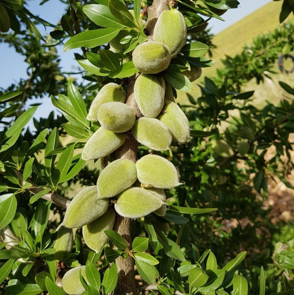 İzmir Çıkışlı Datça BADEM Festivali