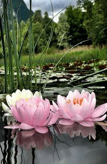 Nilüfer ve Güller Isparta Turu