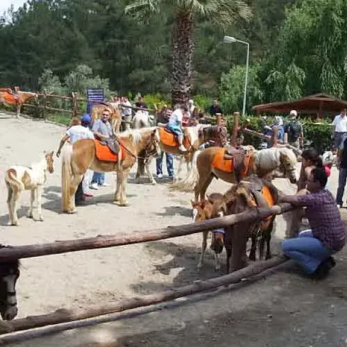 Çiçekli Köy Kımız At Çifliği